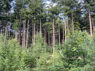 Šume Srpske u minusu šest miliona