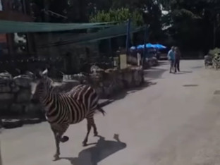 Zebra pobjegla iz beogradskog zoo vrta, povrijedila oca i dijete