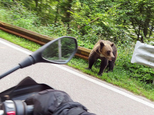 Poznati srpski pjevač sreo medvjeda na putu: „Nije prijatno...”