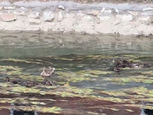 Bijeljina: Pačija porodica pliva Dašnicom (VIDEO)