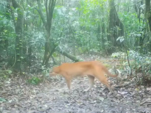 Snimljen vatreni tigar koji je misterija i za naučnike (VIDEO)
