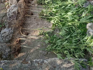 Od Dobojlija oduzeti marihuana i indijska konoplja