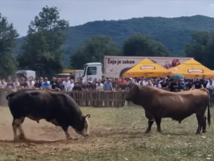Uhapšen vlasnik bika koji je usmrtio penzionera iz Šipova