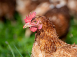 Starac prijavljen za polni odnos sa kokoškom