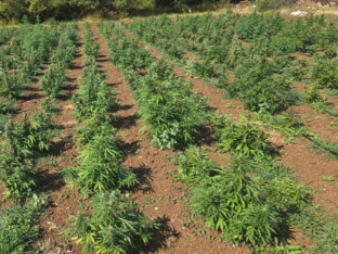 Otkrivena plantaža marihuane, zaplijenjeno više od 13.000 sadnica