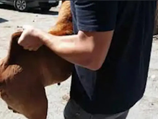 U Sarajevu pitbul napao muškarca i majku sa bebom