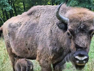 Kraj drame na Fruškoj gori, Tajfun stigao kući