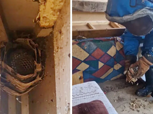 Jezivo leglo pronađeno Srbima ispod kreveta! Izvukao ga poznati Vladica (VIDEO)