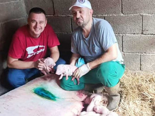 Čudo u Bijeljini: Krmača rodila 22 živa prasića carskim rezom (FOTO)
