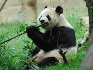 Zanimljivosti o pandama
