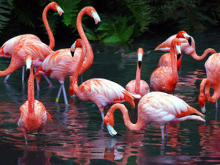 Zanimljivosti o flamingosima