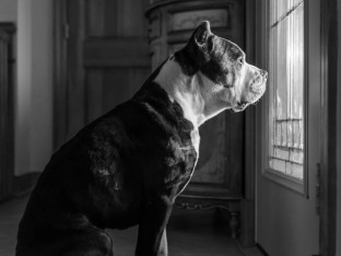 Zanimljivosti o stafordskom pitbulu