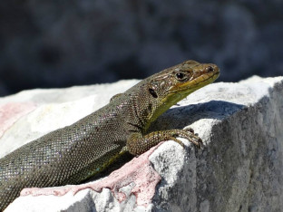 Zanimljivosti o gušterima