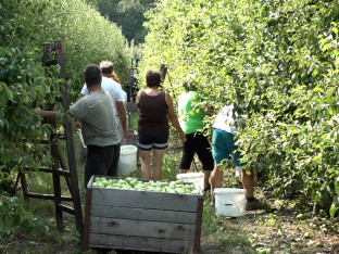 Srpska priprema zakon koji će uvesti red u angažovanje sezonaca