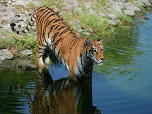 Tigar u bjekstvu nakon poplave u Zoološkom vrtu