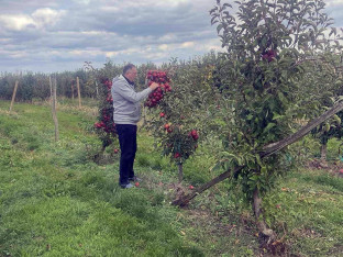 Додик обишао воћњак: Род јабуке преполовљен