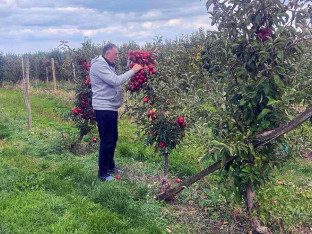 Додик обишао воћњак: Велика је штета, пола јабуке нема