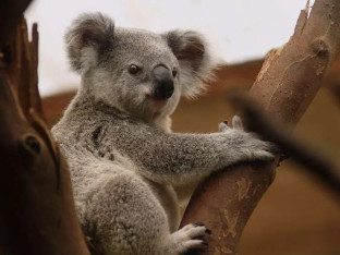 Zanimljivosti o koalama