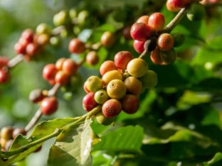Cijene kafe arabika na rekordnom nivou