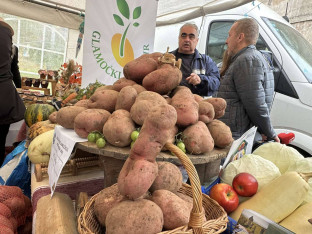 Гламочки кромпир одлично родио!