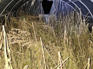 Dačić: Zaplijenjeno oko 200 kilograma marihuane