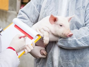 Naučnici kombinovali organoide bubrega sa organima svinje i izvršili transplantaciju