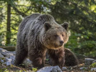 Ubio medvjeda za vrijeme zabrane: Lovac iz Bijeljine pod istragom