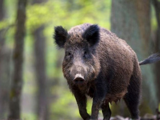 Odstrijelio divlje svinje, završio sa lisicama