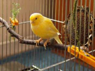 Pet načina da zabavite ptice