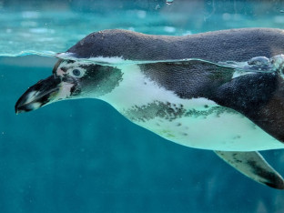 Četiri pingvina obogatila beogradski zoo vrt