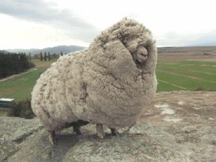 Zanimljivosti o merino vuni