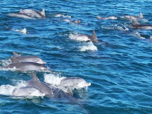Otvara se prvo mediteransko utočište za delfine