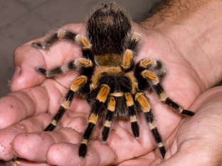 Držao 150 tarantula u čašama od jogurta