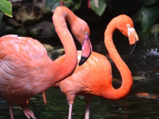Flamingosi veći predatori nego što mislite