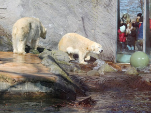 U Beo Zoo Vrt stižu tri bijela medvjeda, a sljedeće godine i slonica Maja