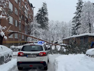 Preminula žena na koju je palo stablo