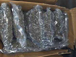 Zaplijenjeno 100 kilograma marihuane