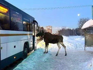 Neobičan putnik: Los pokušao da se ukrca u autobus! (VIDEO)