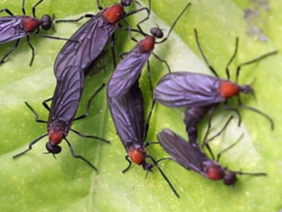 Insekti su sve tiši, to znači opasnost za čovječanstvo