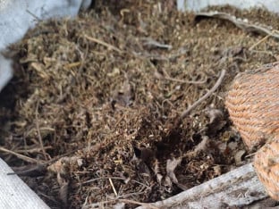Indijska ili industrijska: Zaplijena 50 kilograma konoplje u Bijeljini
