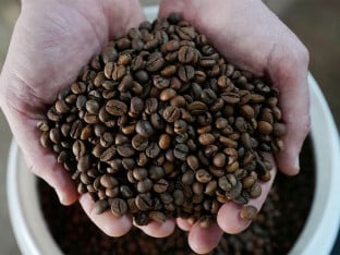 Brazil očekuje rekordnu berbu kafe - kako će se to odraziti na cijenu