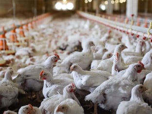 Mega-klaonice ukrajinskog "kralja kladionica": Postaje li Hrvatska evropska farma pilića?