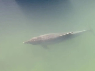 Delfin snimljen u rijeci