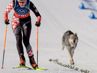 Otkriveno kako je pas završio na olimpijskoj stazi
