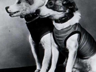 Kako su Belka i Strelka odletjele u svemir