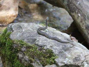 Шта значи појављивање змија у фебруару