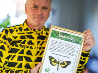 Žuto-crna Amazonija: U Peruu otkriven leptir nazvan po Borusiji Dortmund