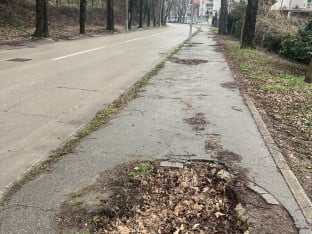 „Долина пањева“: Нестаје један од најстаријих дрвореда у Бањалуци