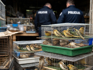 U stanu pronađeni kavezi sa 57 divljih i zaštićenih ptica