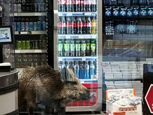 Divlja svinja ušetala u tržni centar (VIDEO)